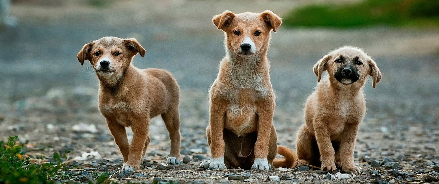 About Hope 4 Pups Pet Adoption Service